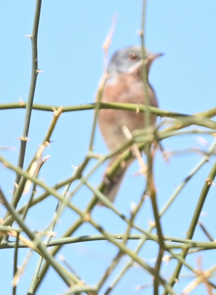 Western Subalpine Warbler - ML650140082