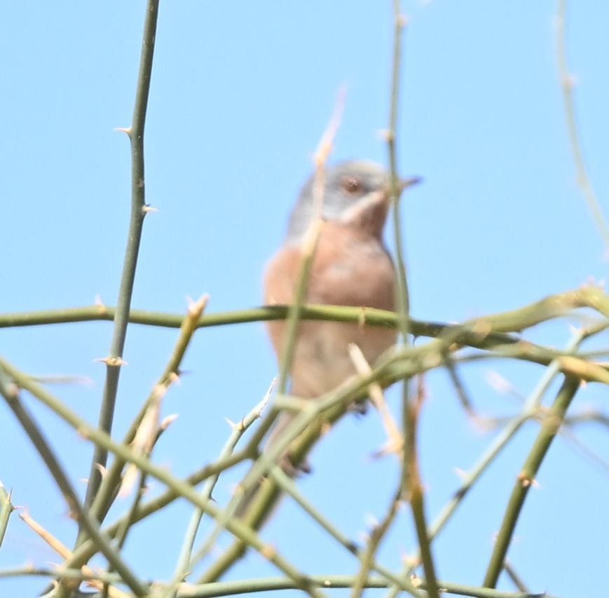 Western Subalpine Warbler - ML650140083