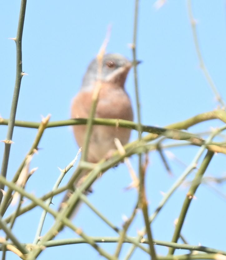 Western Subalpine Warbler - ML650140084
