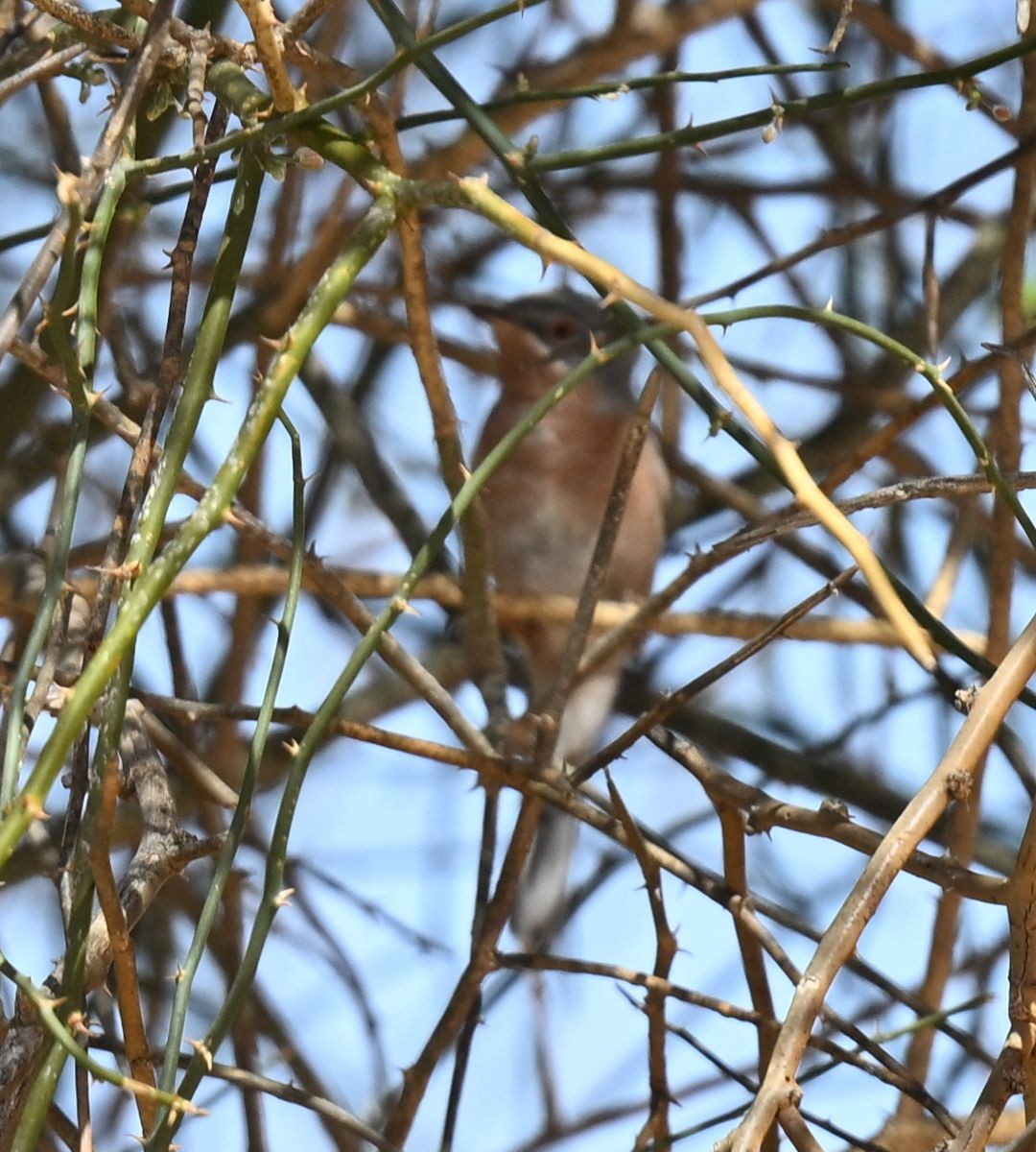 Western Subalpine Warbler - ML650140085