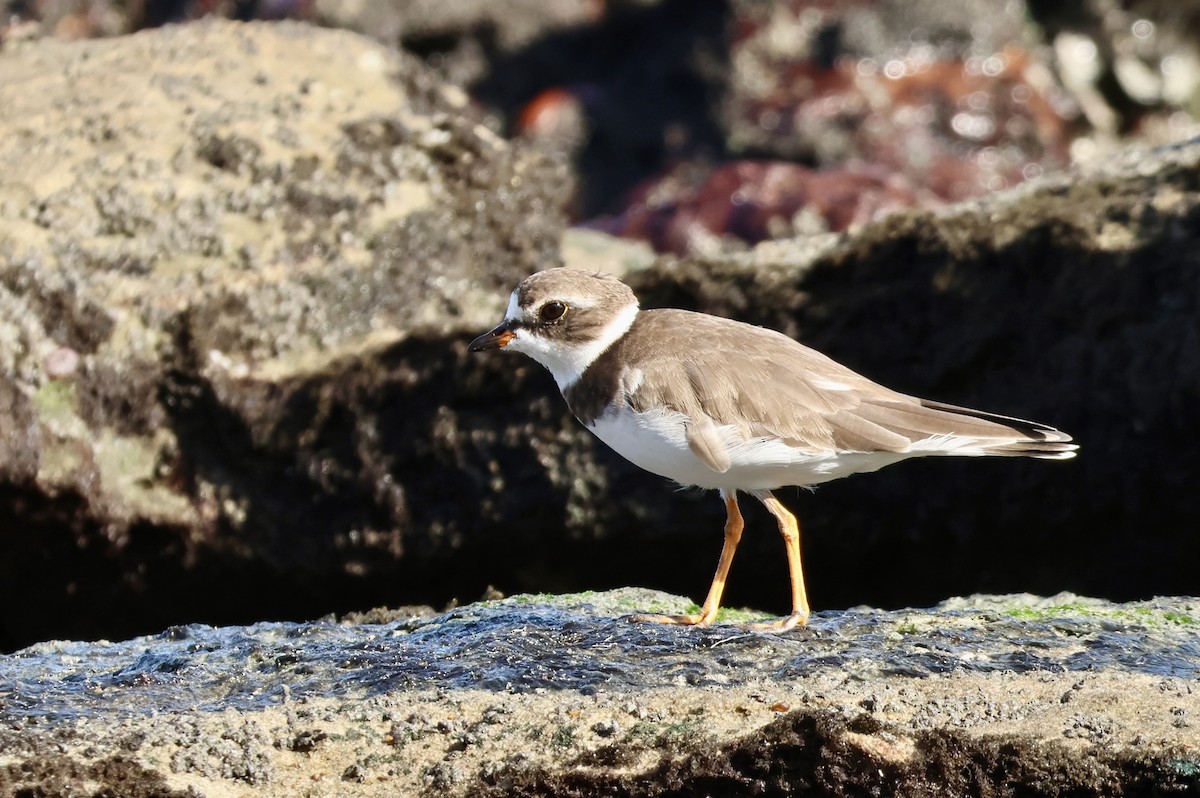 Pluvier semipalmé - ML650140114