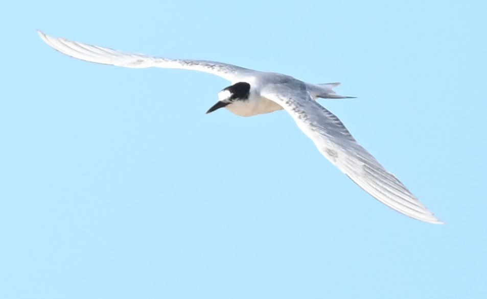 Речная крачка - ML650140121