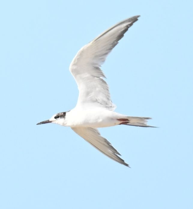 Речная крачка - ML650140123