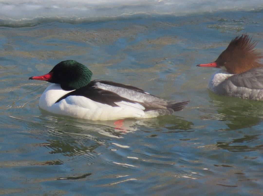 Büyük Tarakdiş - ML650140125