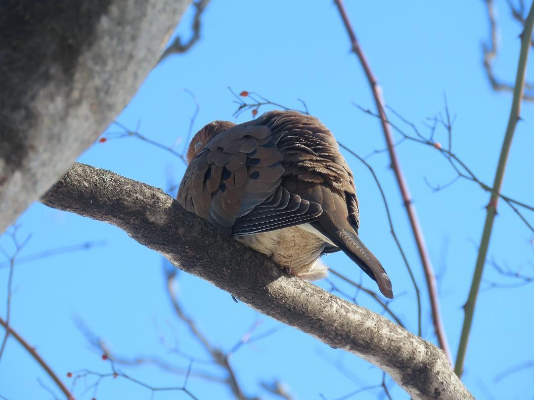 Uzun Kuyruklu Kumru - ML650140140