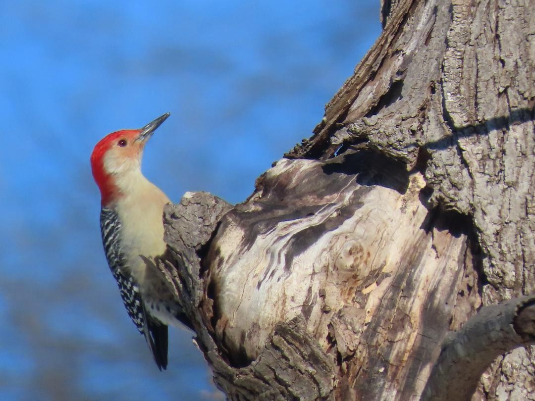 Kızılca Karınlı Ağaçkakan - ML650140147