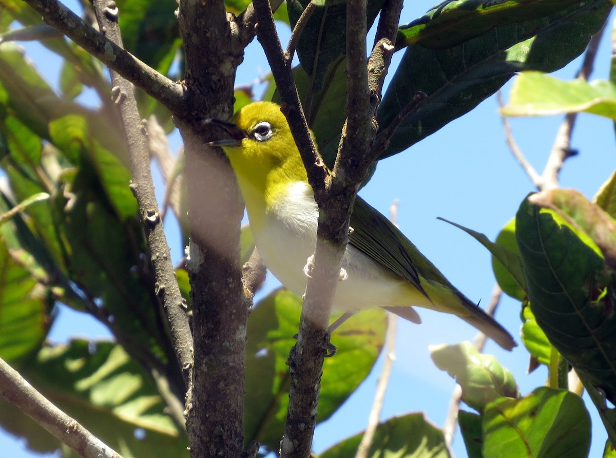 Zostérops du Japon - ML650140160