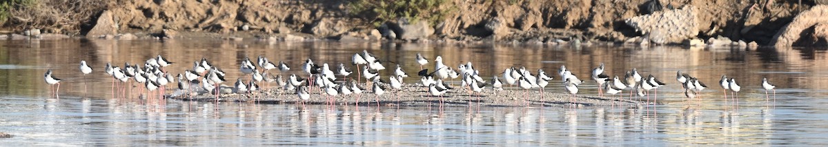 Ходулочник - ML650140169