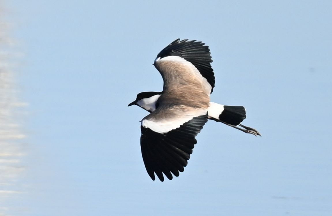 Шпорцевый чибис - ML650140178