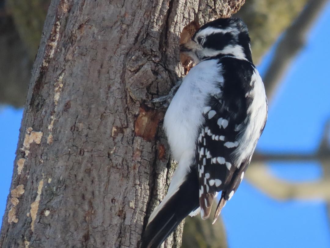 Sert Tüylü Ağaçkakan - ML650140181