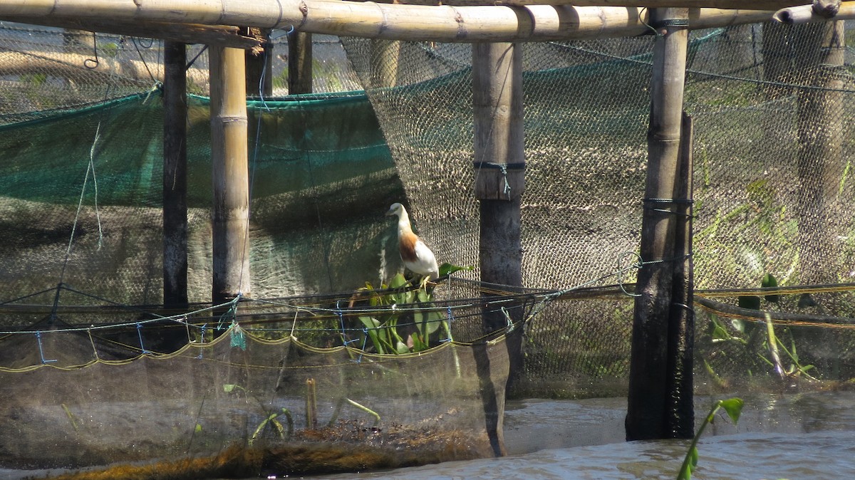 Crabier malais - ML650140184