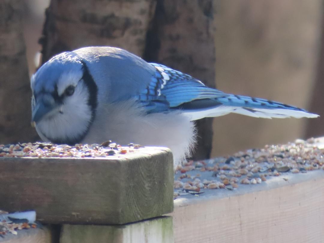 Mavi Karga - ML650140198