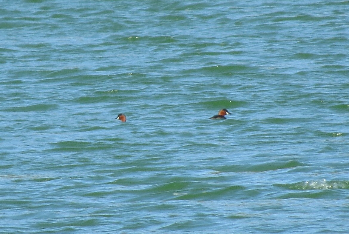 Grèbe castagneux - ML650140201