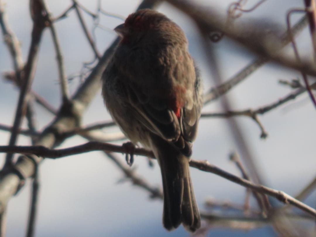 Ev Çütresi - ML650140219