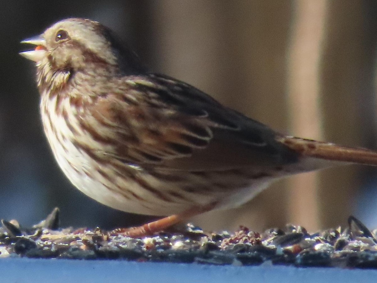 Ötücü Serçe - ML650140233