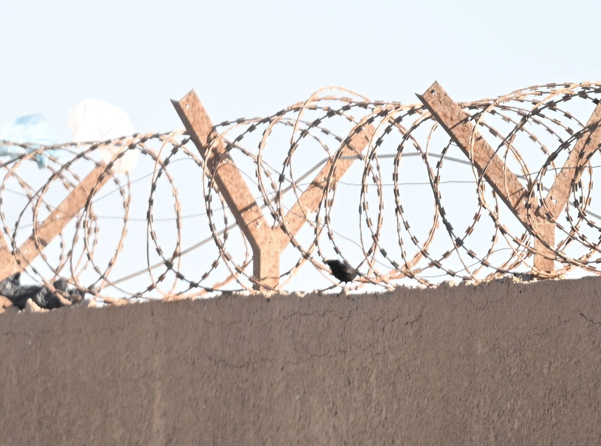 Белопоясная каменка - ML650140239