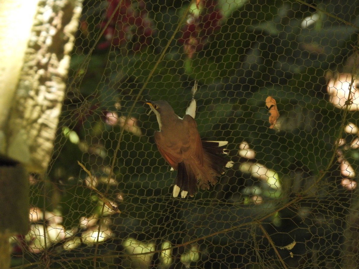 gulnebbgjøk - ML650140384