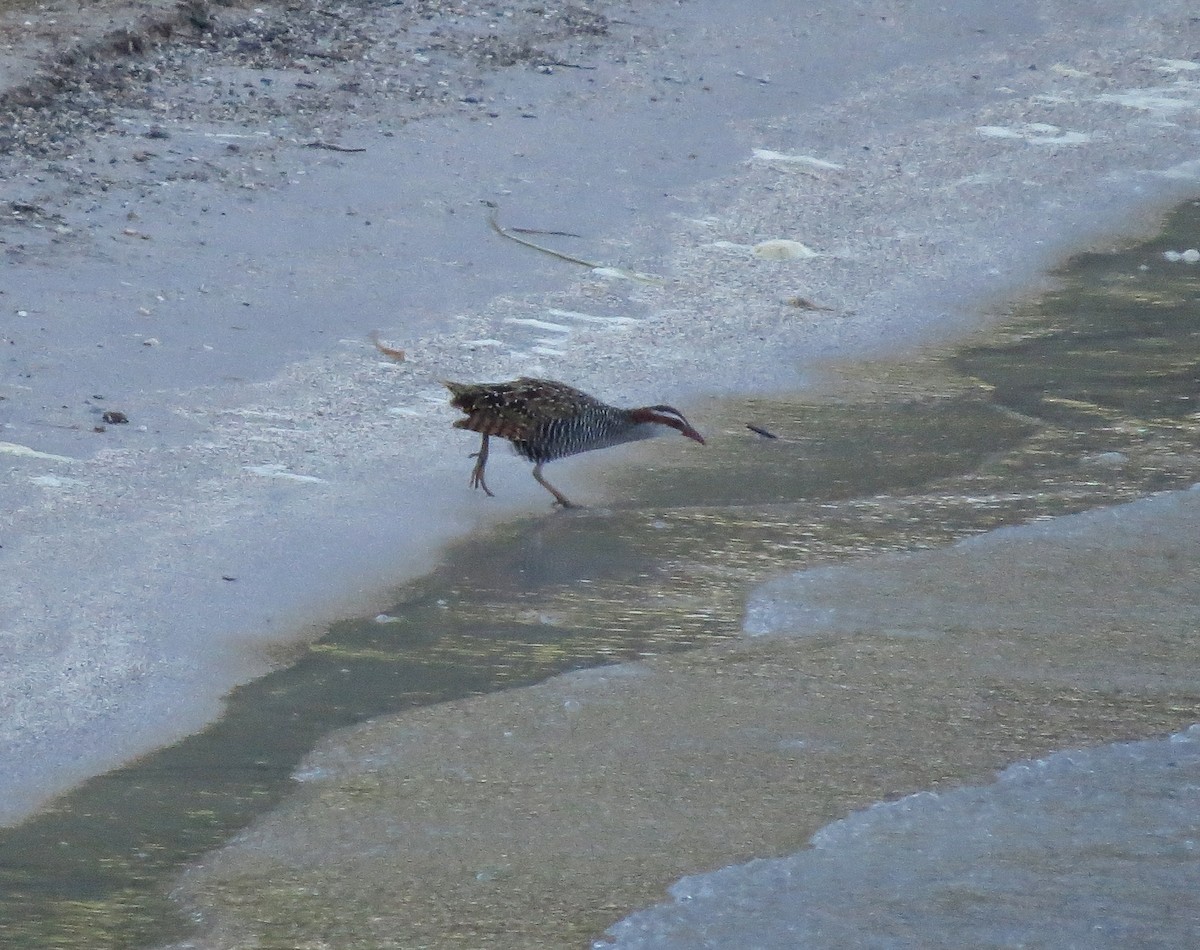 Râle tiklin - ML650140403