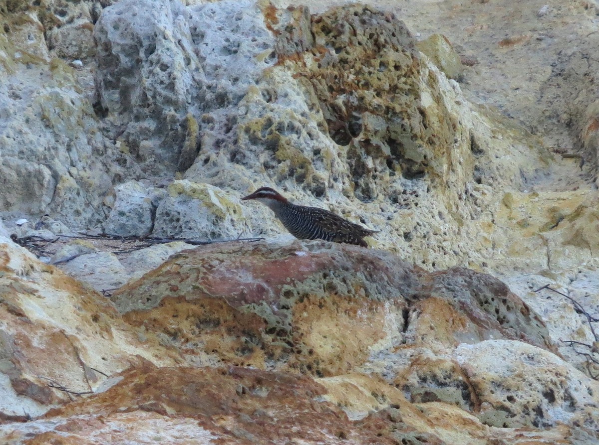 Râle tiklin - ML650140410