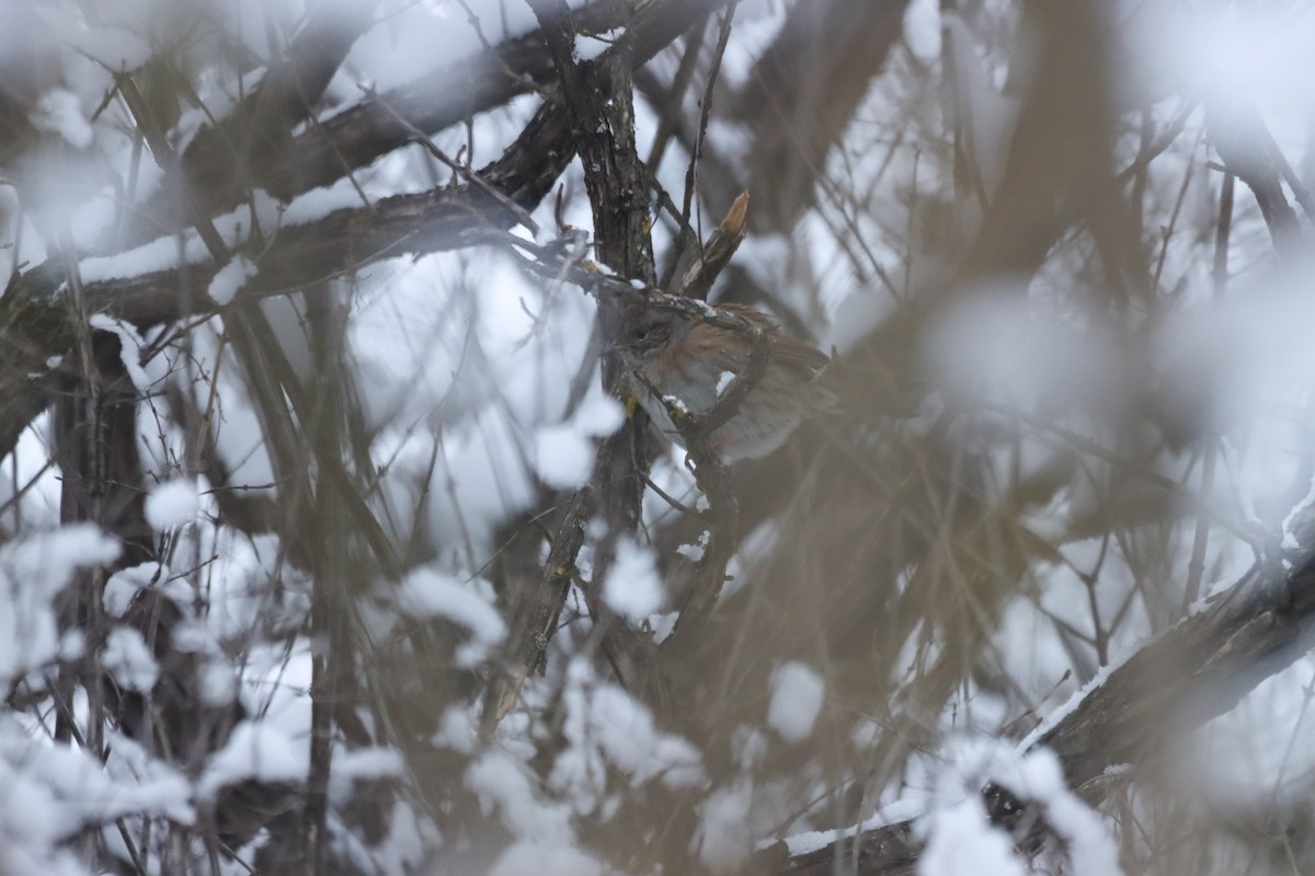 Passera scopaiola - ML650140772