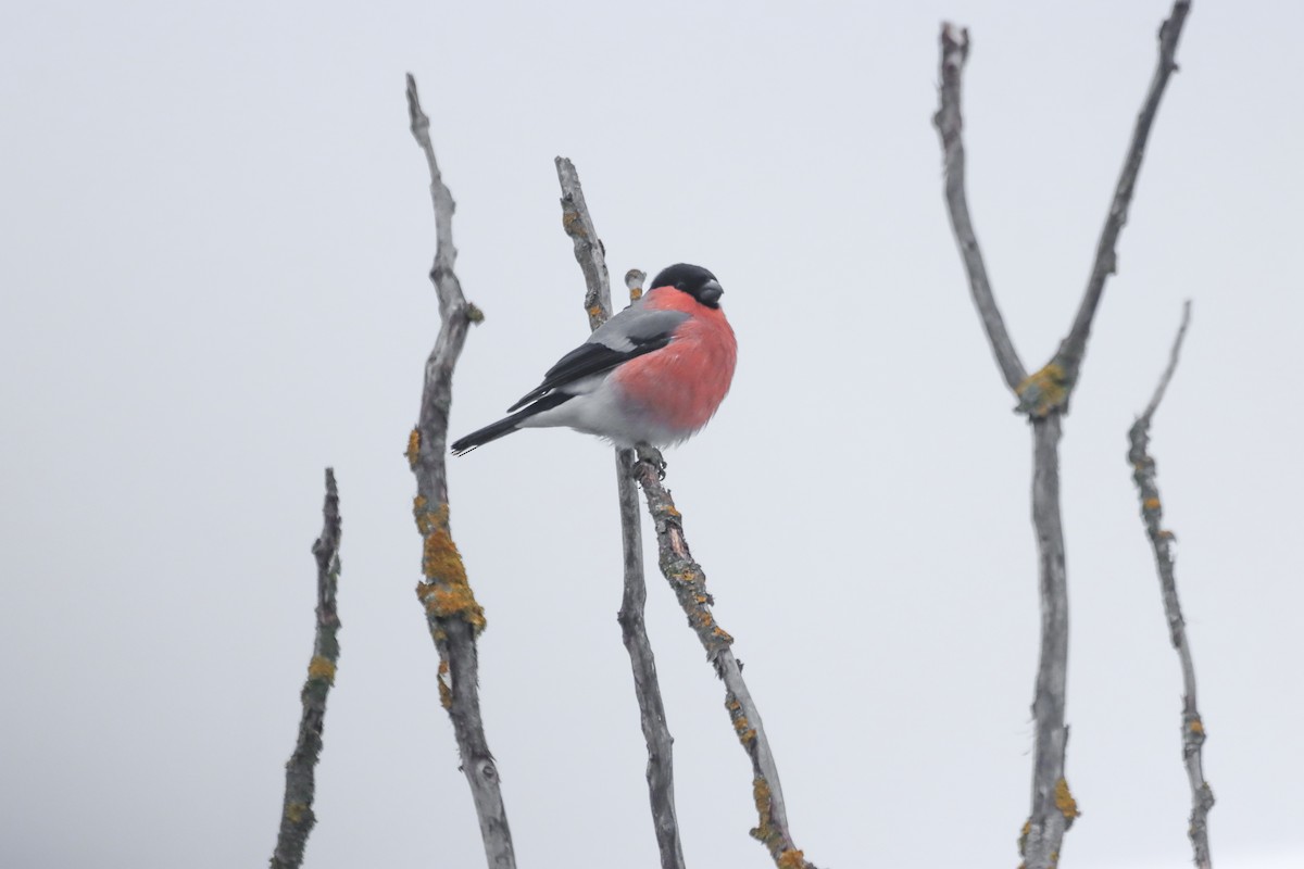 Ciuffolotto - ML650140774