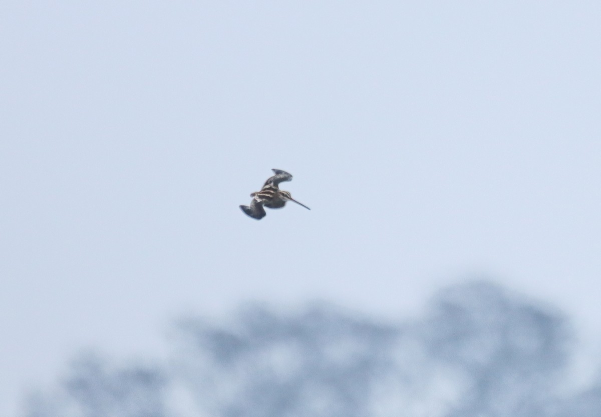 Beccaccino - ML650140816