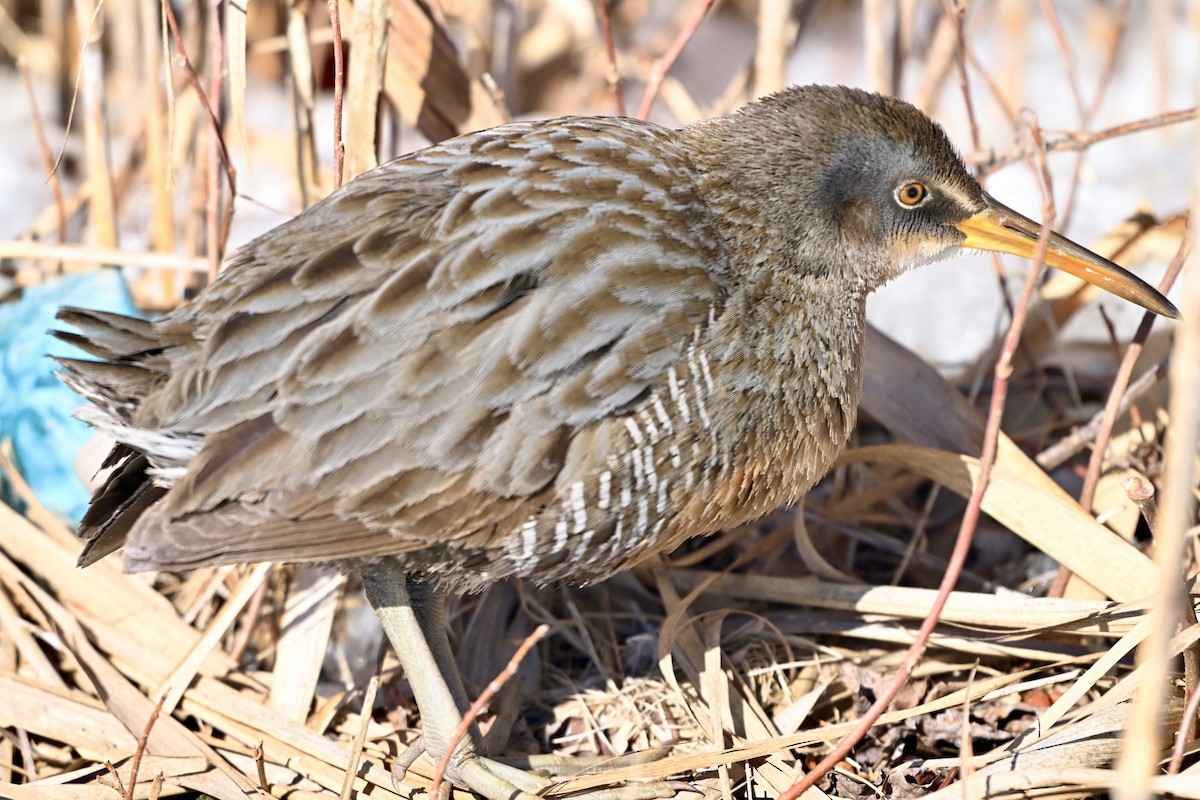 Clapper Rail - ML650141177
