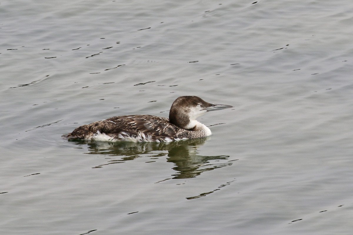 Common Loon - ML65014151