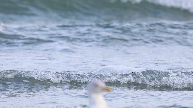 Glaucous Gull - ML650141523