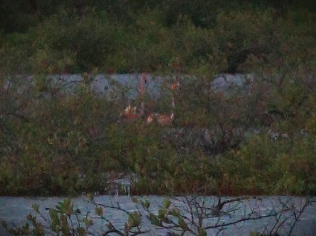 rødflamingo - ML650142855