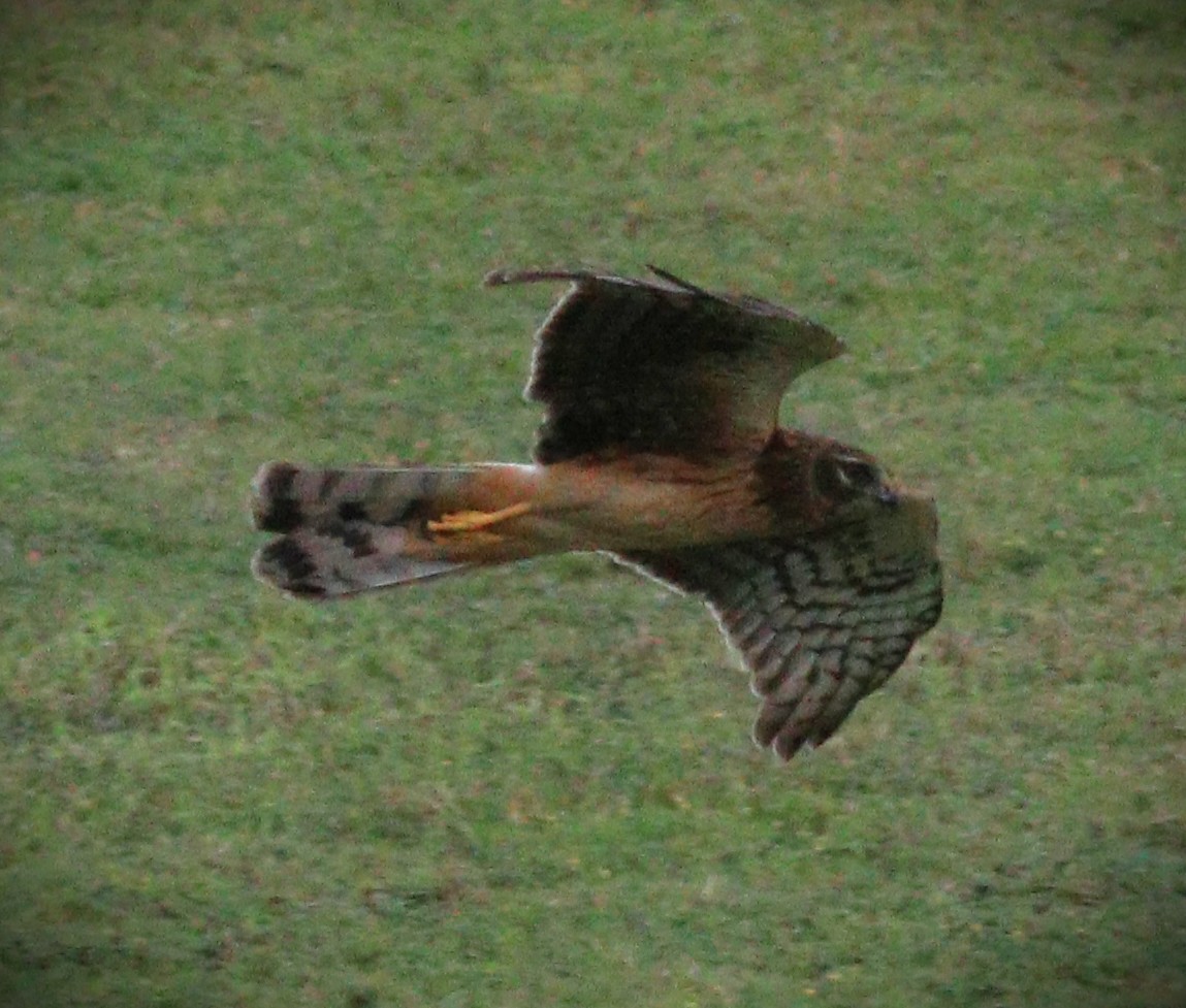 mørkmyrhauk - ML650143012