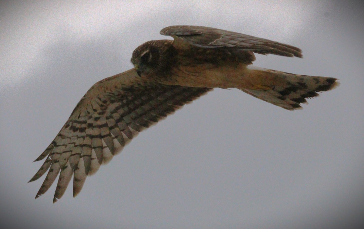 mørkmyrhauk - ML650143022