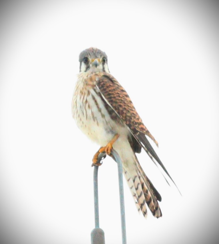 spurvefalk - ML650143065