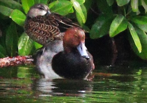 kobberhodeand - ML650143080