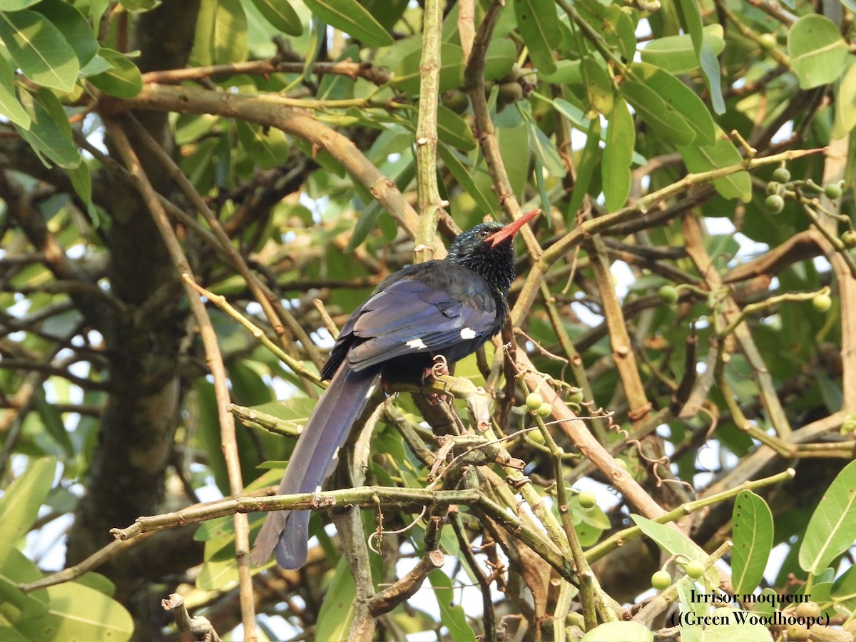 Green Woodhoopoe - ML650143187