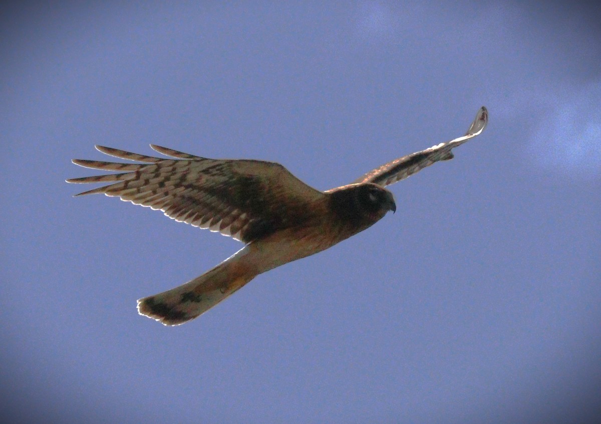 mørkmyrhauk - ML650143338