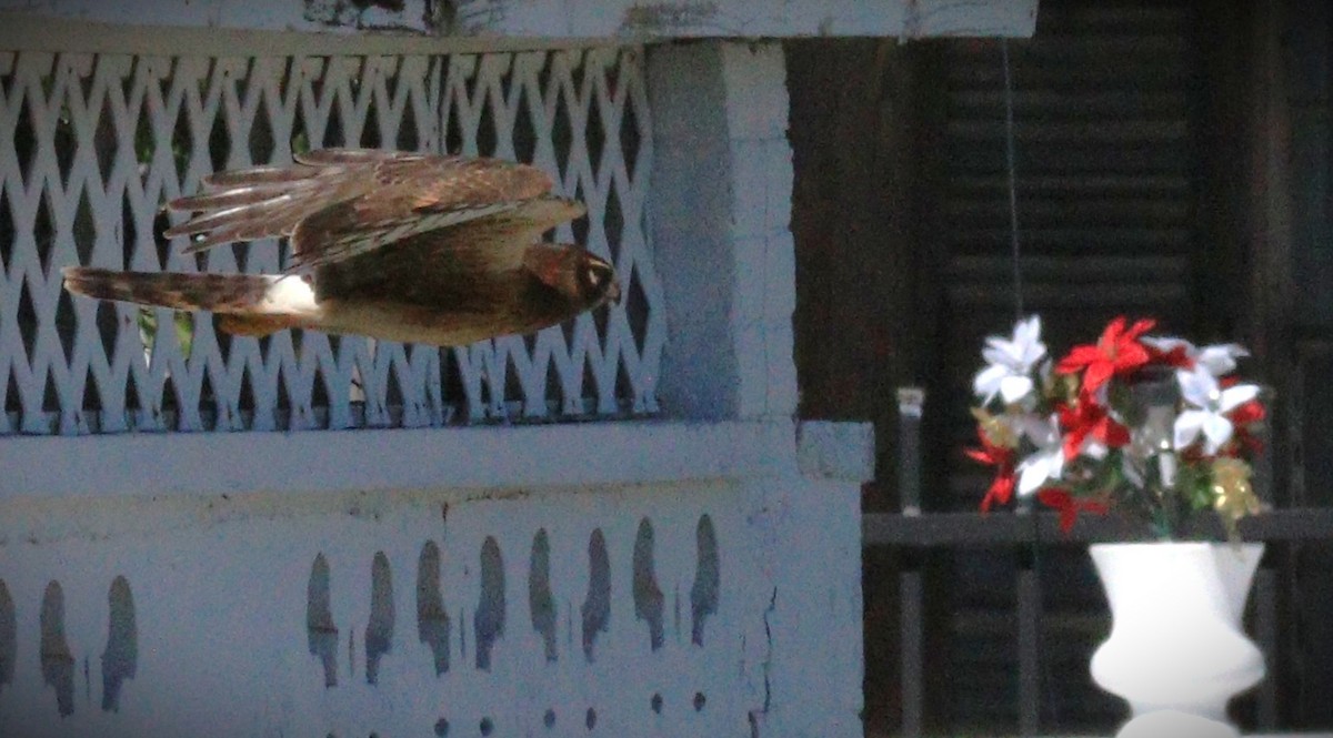 mørkmyrhauk - ML650143343