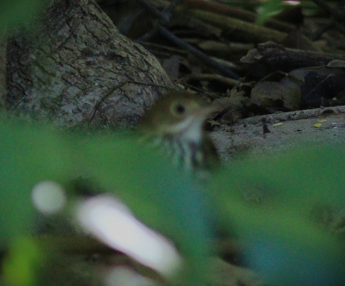 ovnparula - ML650143370