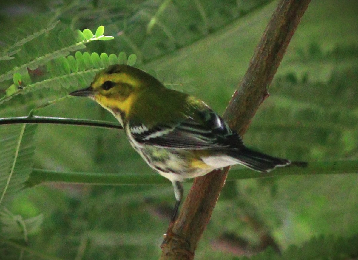 grønnparula - ML650143387