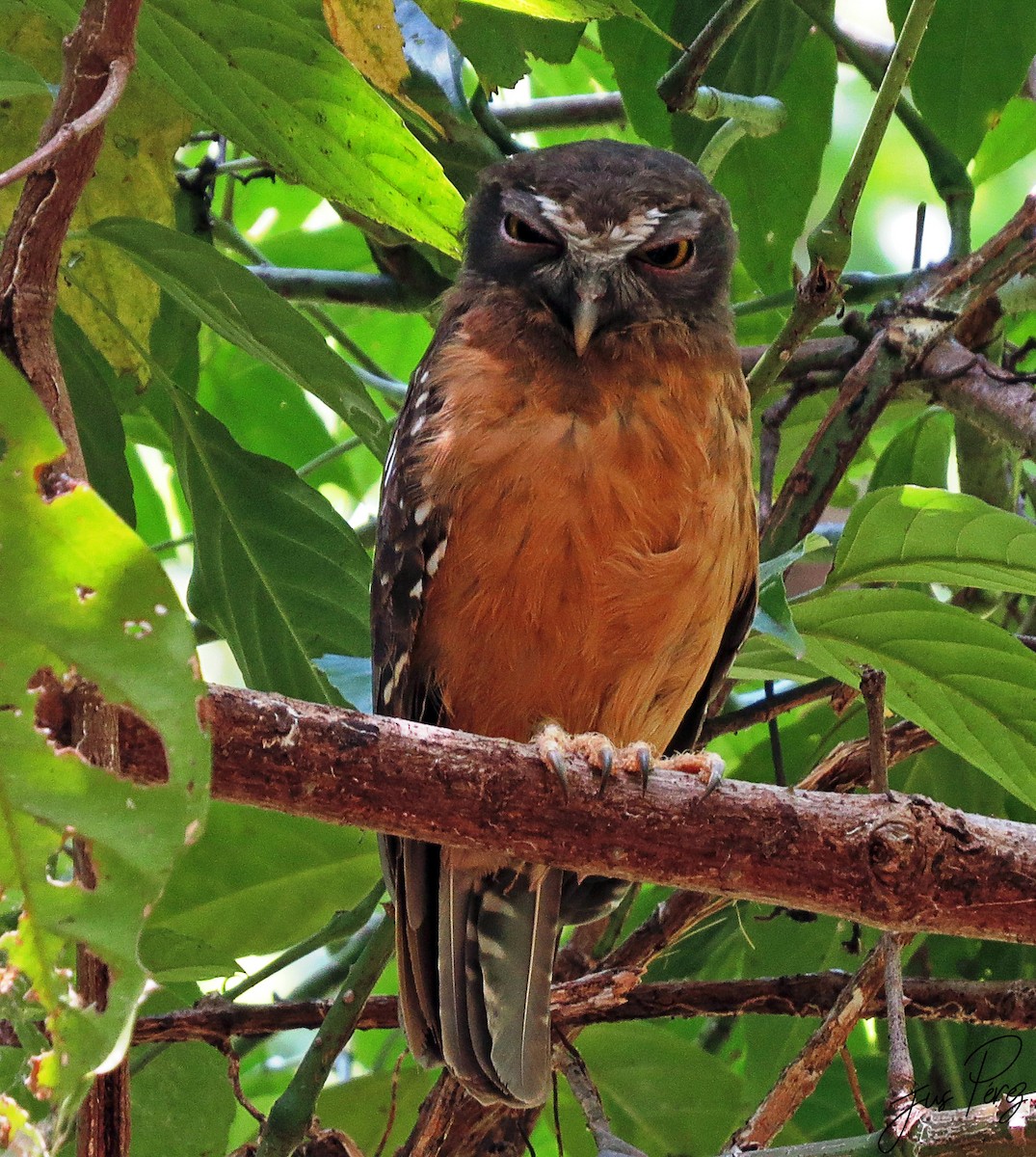 Ninoxe ocrée - ML650143411