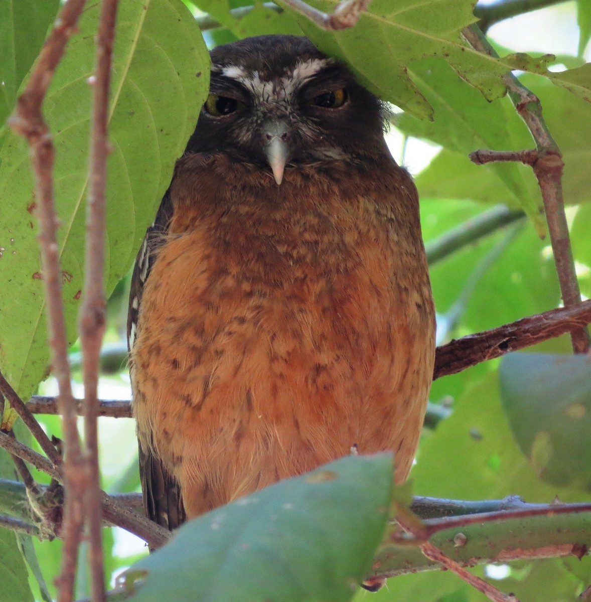 Ninoxe ocrée - ML650143412