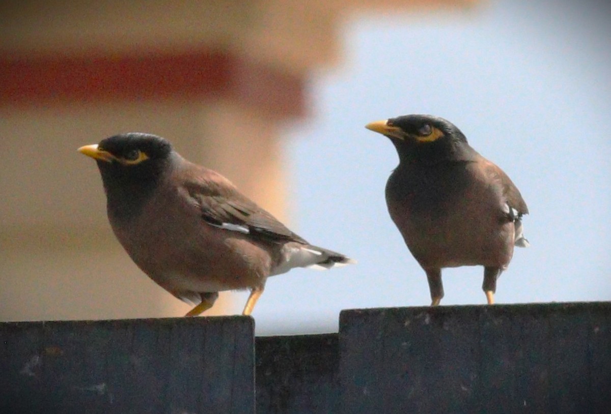 hyrdestær - ML650143583