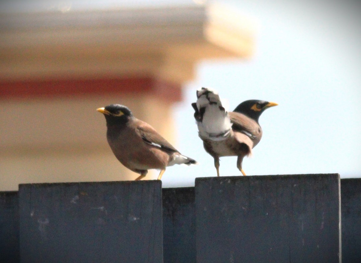 hyrdestær - ML650143594