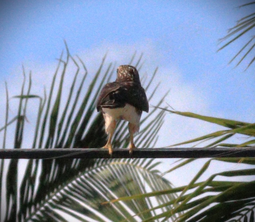 bredvingevåk - ML650143746