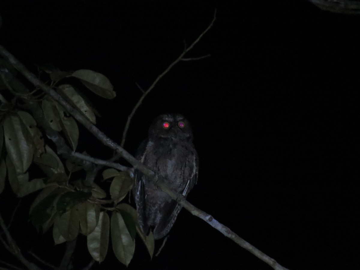 Petit-duc des Sangihe - ML650143769