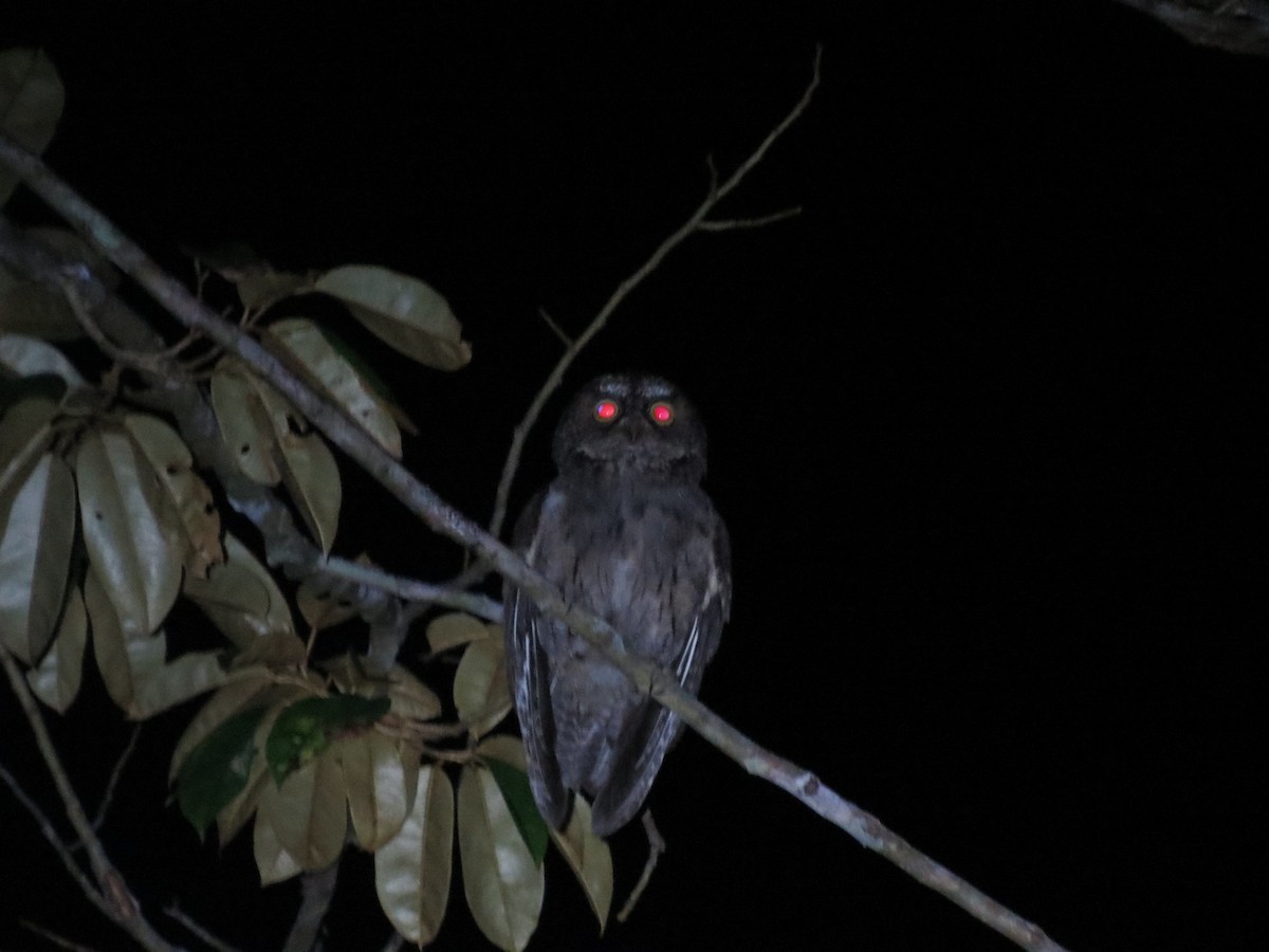 Petit-duc des Sangihe - ML650143770