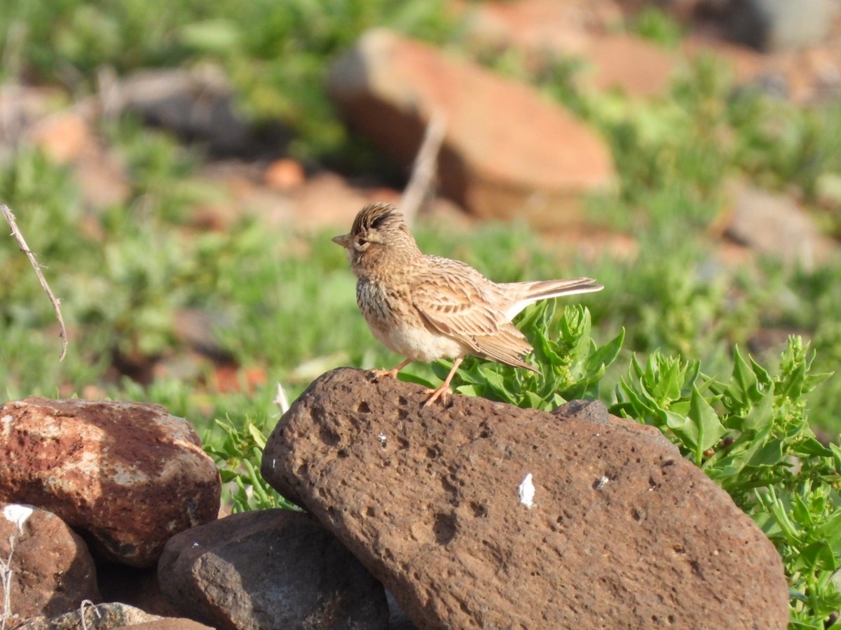 Stummellerche - ML650143778