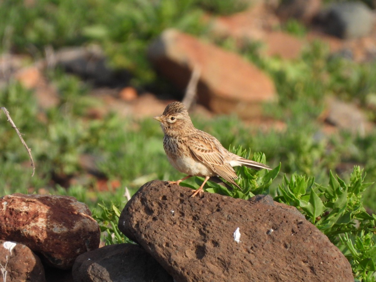 Stummellerche - ML650143779