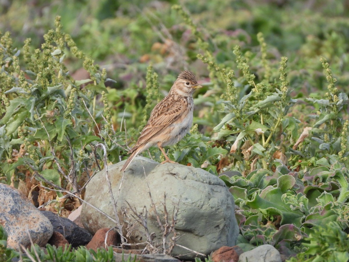 Stummellerche - ML650143780