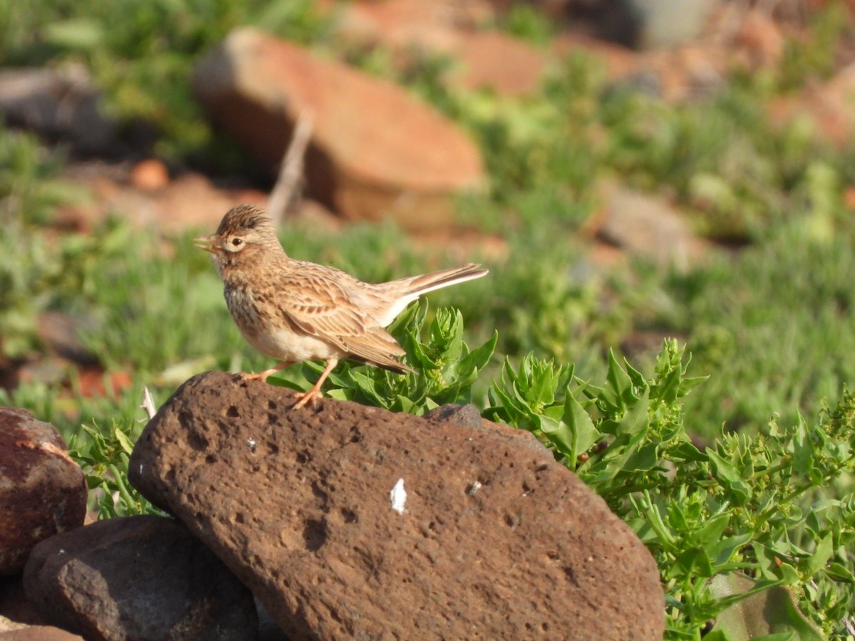 Stummellerche - ML650143781